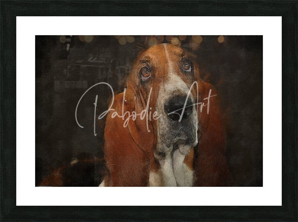 A framed basset hound portrait with rich brown and white fur in a black frame with a wide white mat