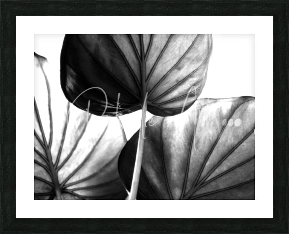 Black and white framed tree of life leaf art featuring large detailed tropical leaves with prominent veining