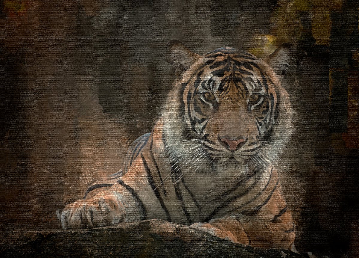 Animals - Pabodie Art