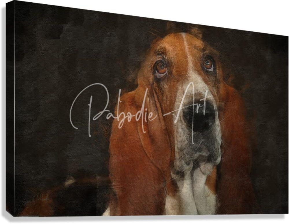 A canvas print of a basset hound portrait with rich brown and white fur in watercolor style on a dark textured background