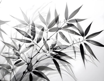 Black and white bamboo x-ray style image featuring detailed bamboo leaves on a light background