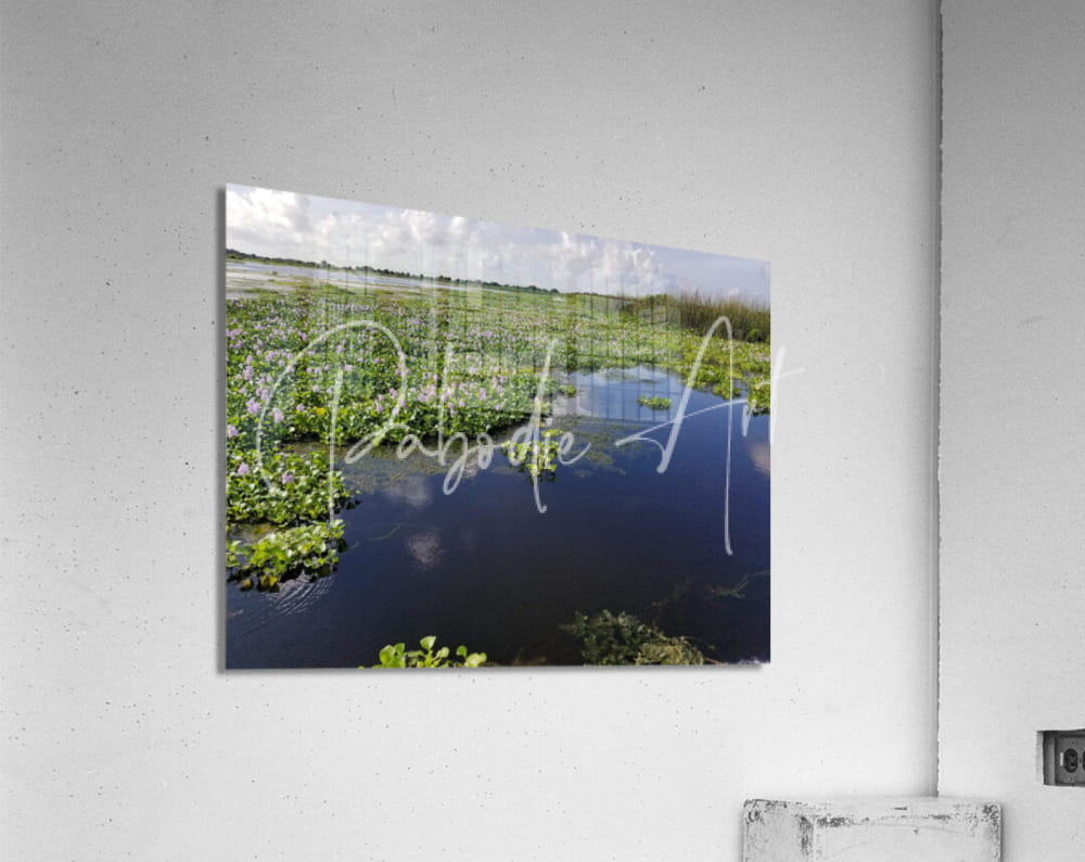 Blue Cypress Lake rectangular acrylic print featuring a serene wetland with dark water and green vegetation reflections