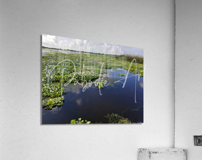 Blue Cypress Lake rectangular acrylic print featuring a serene wetland with dark water and green vegetation reflections