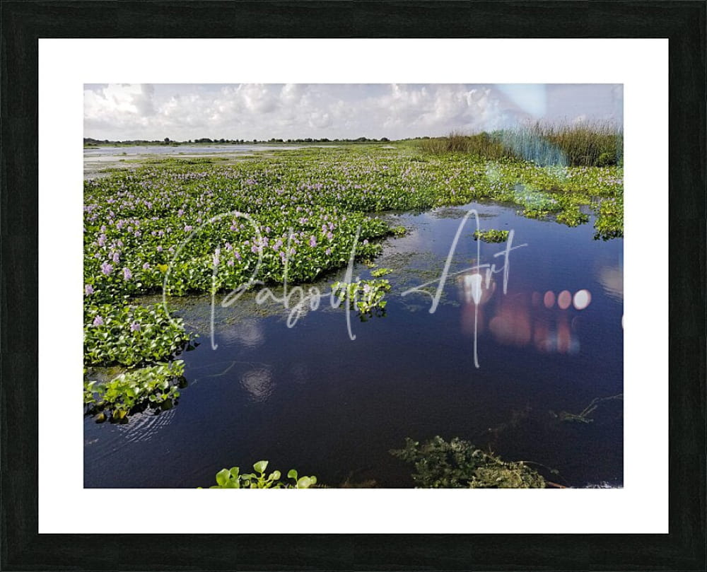 Black-framed art print titled Blue Cypress Lake featuring serene wetland with lush green plants and purple flowers on water