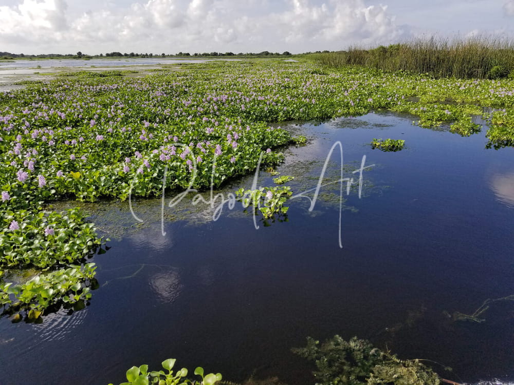 A lush expanse of purple water hyacinths with green leaves floating on dark water at blue cypress lake