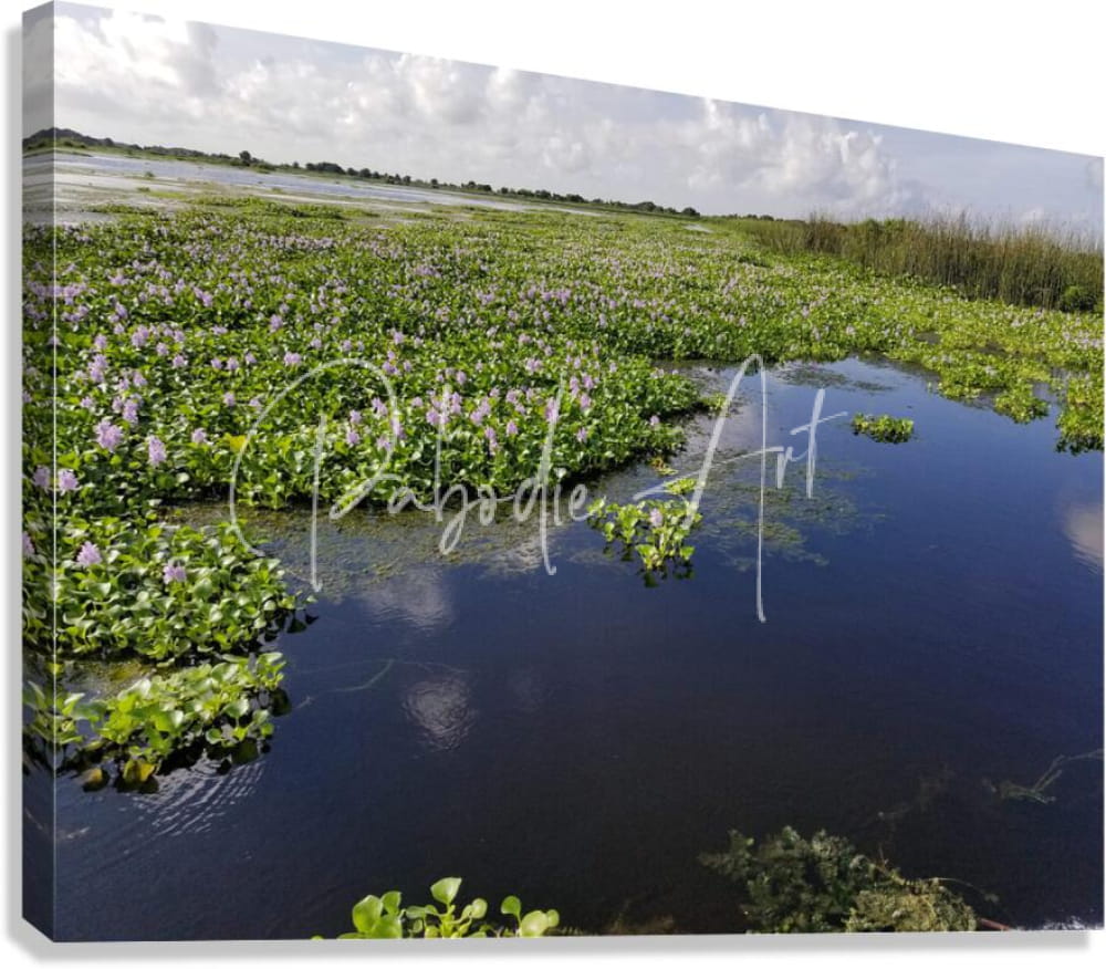 Blue cypress lake rectangular canvas print of serene wetland with green water hyacinths and purple flowers on water