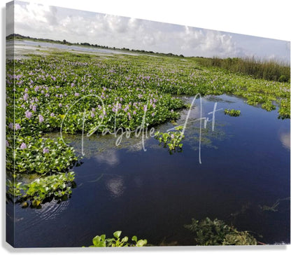 Blue cypress lake rectangular canvas print of serene wetland with green water hyacinths and purple flowers on water