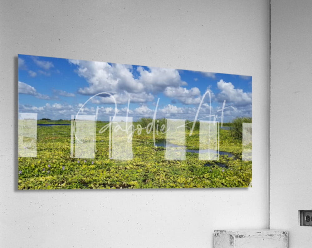 A rectangular acrylic print of blue cypress lake II featuring vibrant green marshland under a bright blue sky