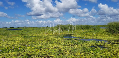 Blue cypress lake ii features vibrant green aquatic plants in a serene wetland under a bright blue sky with clouds