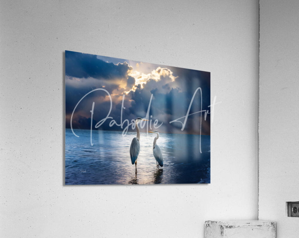 Rectangular acrylic print titled blue herons at dawn featuring two white herons in water under golden light and dramatic sky