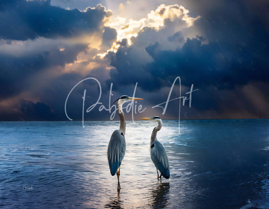 Two elegant gray herons stand in shallow water under a dramatic cloud filled sky in blue herons at dawn