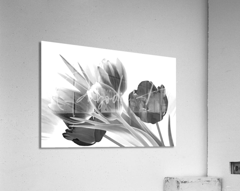 Black and white abstract tulip artwork on a sleek acrylic print titled breezy blooming tulips wall decor