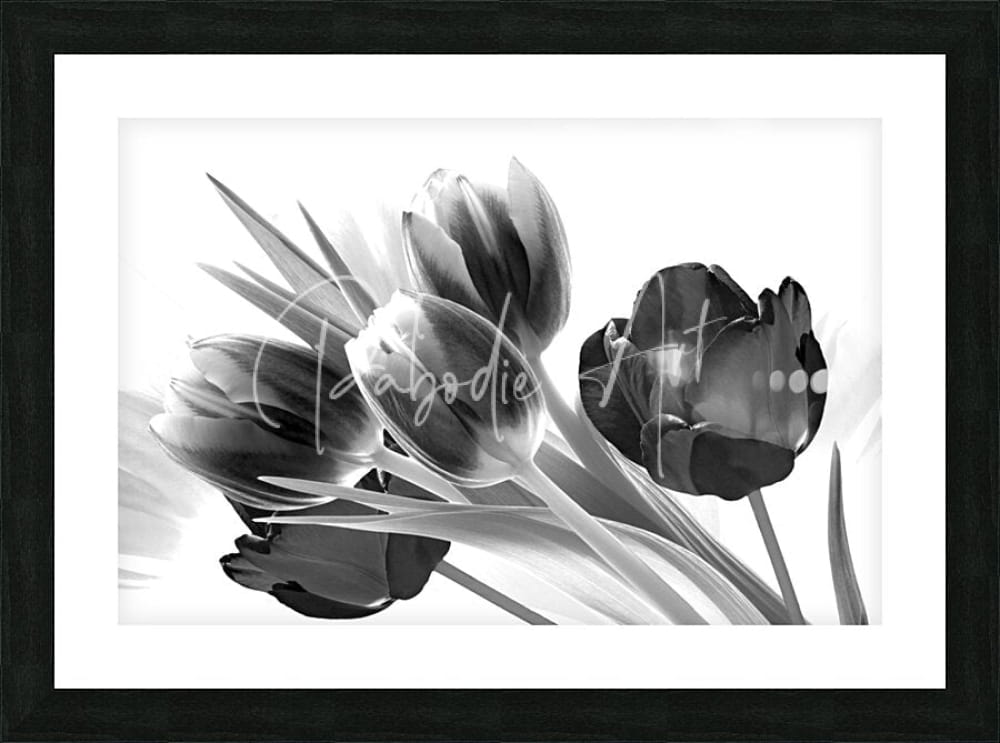 Black and white framed artwork featuring a stylized bouquet of tulips with soft painterly textures titled breezy blooming tulips