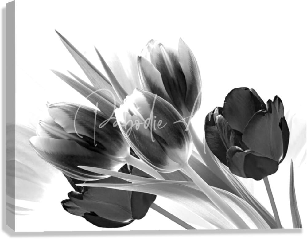 Black and white canvas print of breezy blooming tulips featuring a stylized tulip bouquet with soft artistic shading