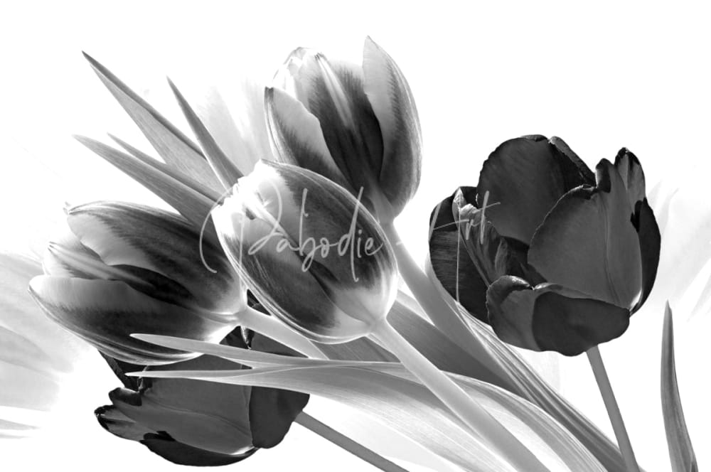 Black and white artistic rendering of breezy blooming tulips with soft shading and delicate petal textures