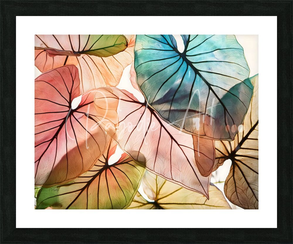 A framed watercolor artwork titled Caladium Colors I featuring vibrant translucent pink peach and teal leaves with black veining