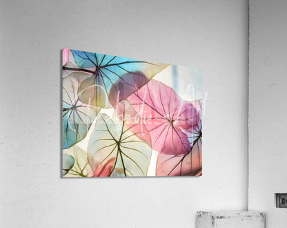 A colorful acrylic print titled Caladium Colors II with translucent watercolor-style leaves in pink blue and green