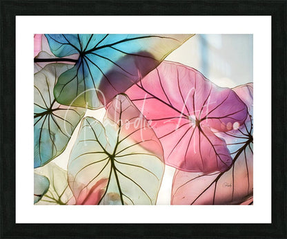 A framed artwork titled caladium colors ii featuring translucent watercolor leaves in pinks blues and greens with black veins