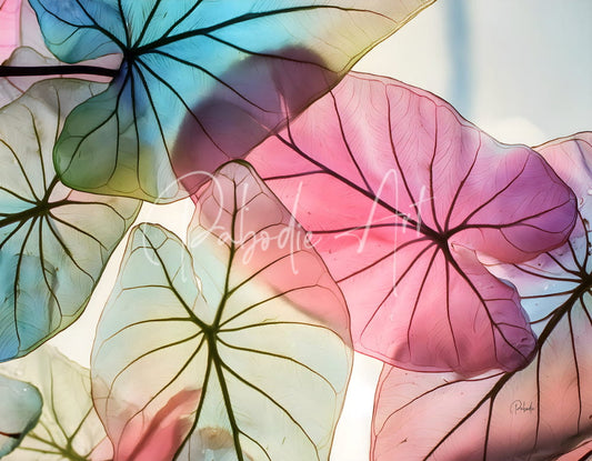 A vibrant translucent watercolor painting of overlapping tropical caladium leaves in pastel pink blue and green with black veins