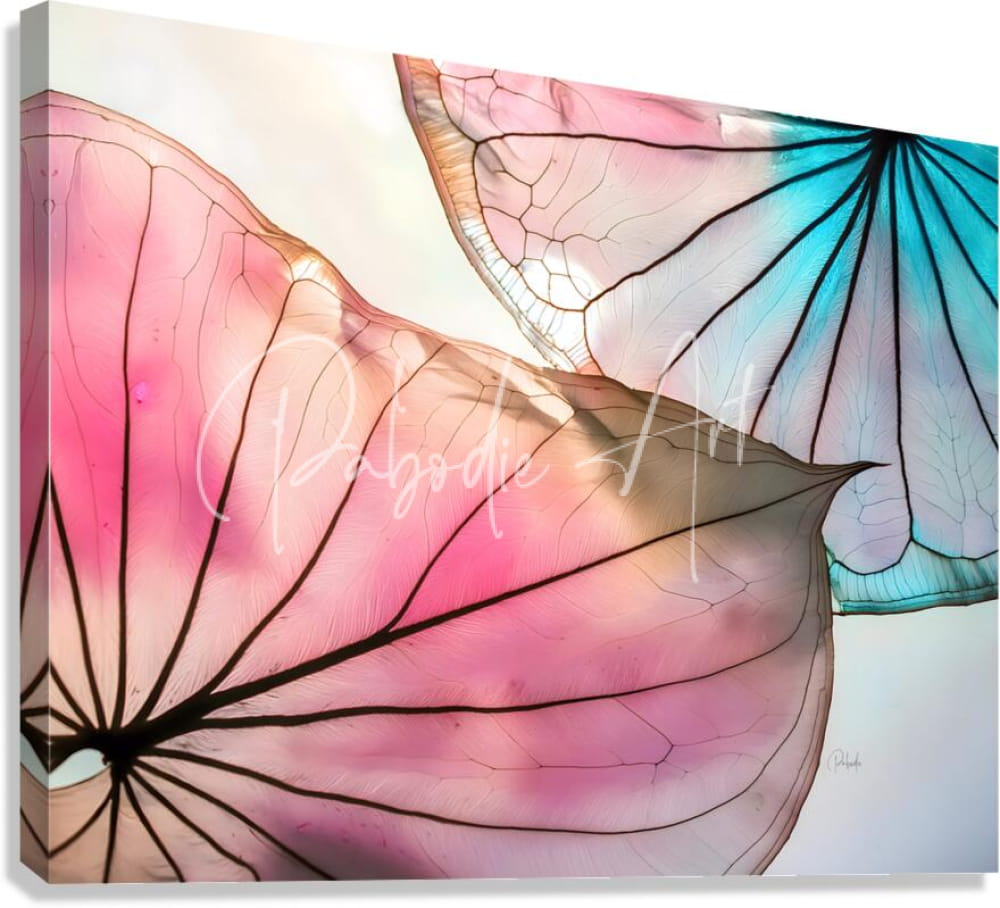A vibrant canvas print caladium colors iii featuring stylized lotus leaves in soft pink and teal with black veins