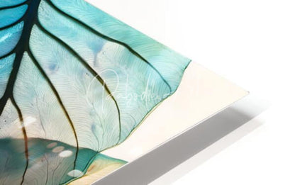 A sleek modern acrylic print titled caladium colors i featuring a detailed blue and teal butterfly wing design with black veining