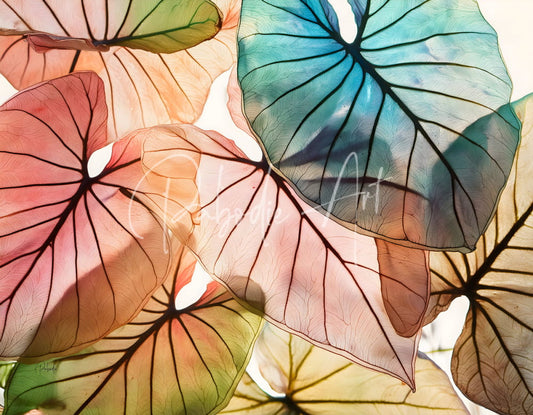 Vibrant caladium colors i featuring translucent pink peach and teal leaves with bold black veining for decor