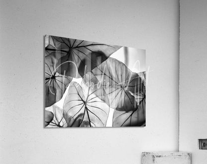 Black-and-white acrylic print of overlapping caladium leaves with intricate vein patterns for wall decor
