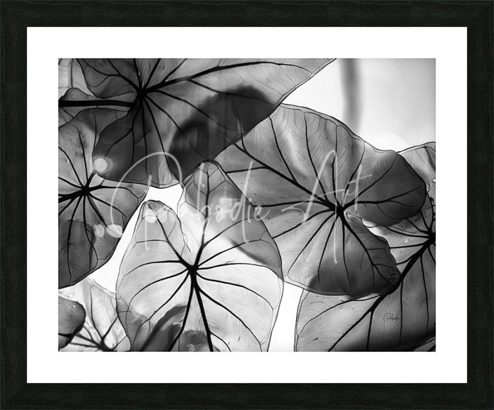 Black-and-white framed artwork of caladium leaves featuring intricate overlapping patterns and detailed vein structures