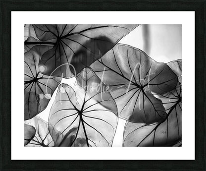Black-and-white framed artwork of caladium leaves featuring intricate overlapping patterns and detailed vein structures