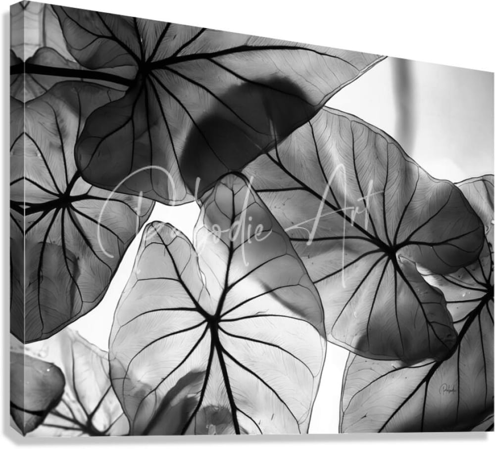 Black and white canvas print featuring intricate caladium leaf patterns with detailed vein structures