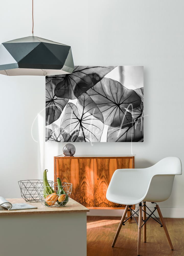 Black and white canvas print of caladium leaves featuring overlapping lotus leaves with intricate vein patterns