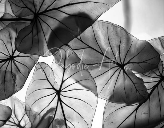 Caladium leaves in black and white artistic print featuring overlapping translucent leaves with detailed vein patterns