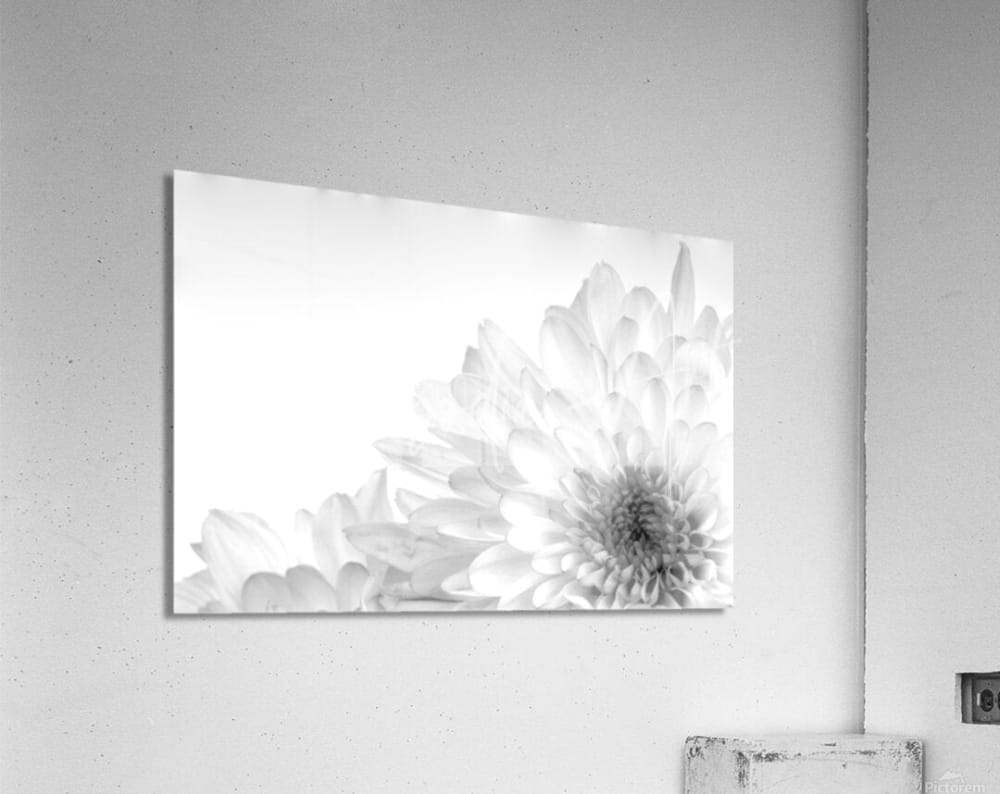 Black-and-white acrylic print featuring a detailed close-up of layered petals forming a chrysanthemum flower corner