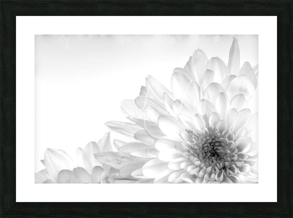 Black-framed black and white photographic print of a chrysanthemum flower titled chrysanthemum in black and white
