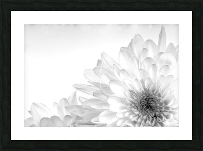 Black-framed black and white photographic print of a chrysanthemum flower titled chrysanthemum in black and white
