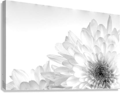 A black and white canvas print of a detailed layered chrysanthemum flower with delicate petals and textured center