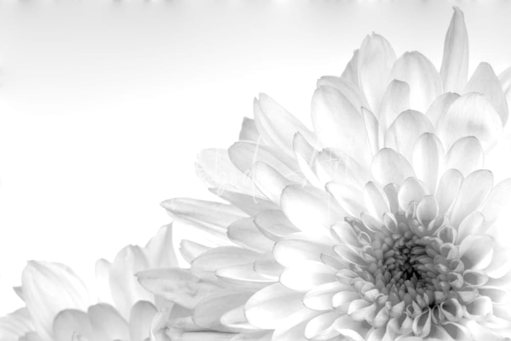 A delicate white chrysanthemum flower with layered petals and a textured center in black and white