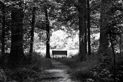 Dark to light simple wooden park bench with slatted seating and backrest along a forest path
