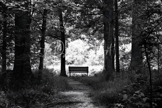Dark to light simple wooden park bench with slatted seating and backrest along a forest path
