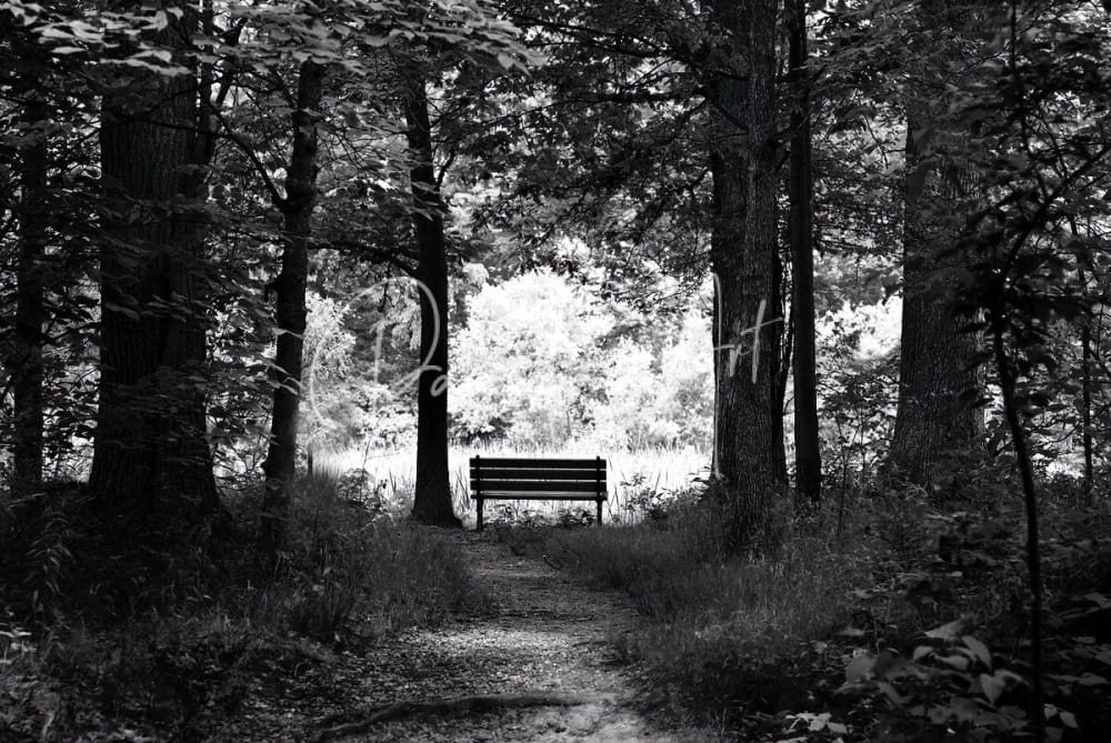 Dark to light wooden park bench with slatted seating and backrest along a forest path