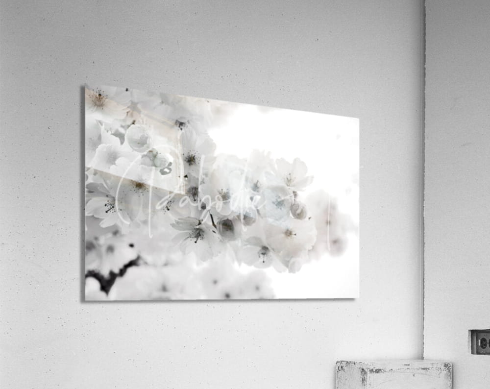 A rectangular acrylic print titled delicate cherry blossoms with soft white watercolor blossoms and gray accents