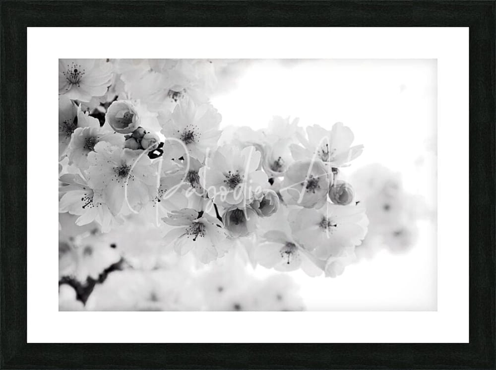 Black-framed black and white photographic print of delicate cherry blossoms for wall decor