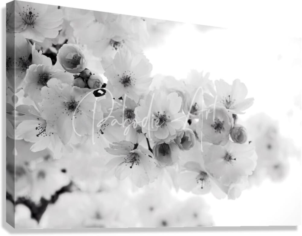 Black-and-white canvas print featuring a close-up of delicate cherry blossoms in soft focus for wall decor