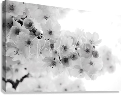 Black-and-white canvas print featuring a close-up of delicate cherry blossoms in soft focus for wall decor