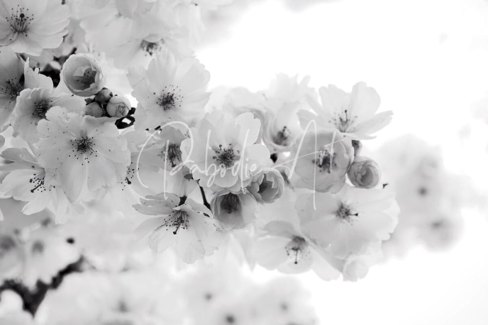 Delicate cherry blossoms featuring a cluster of white flowers in full bloom with soft focus and high contrast