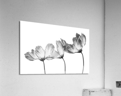 Black-and-white acrylic print of delicate cosmos flowers with translucent silhouettes and slender stems