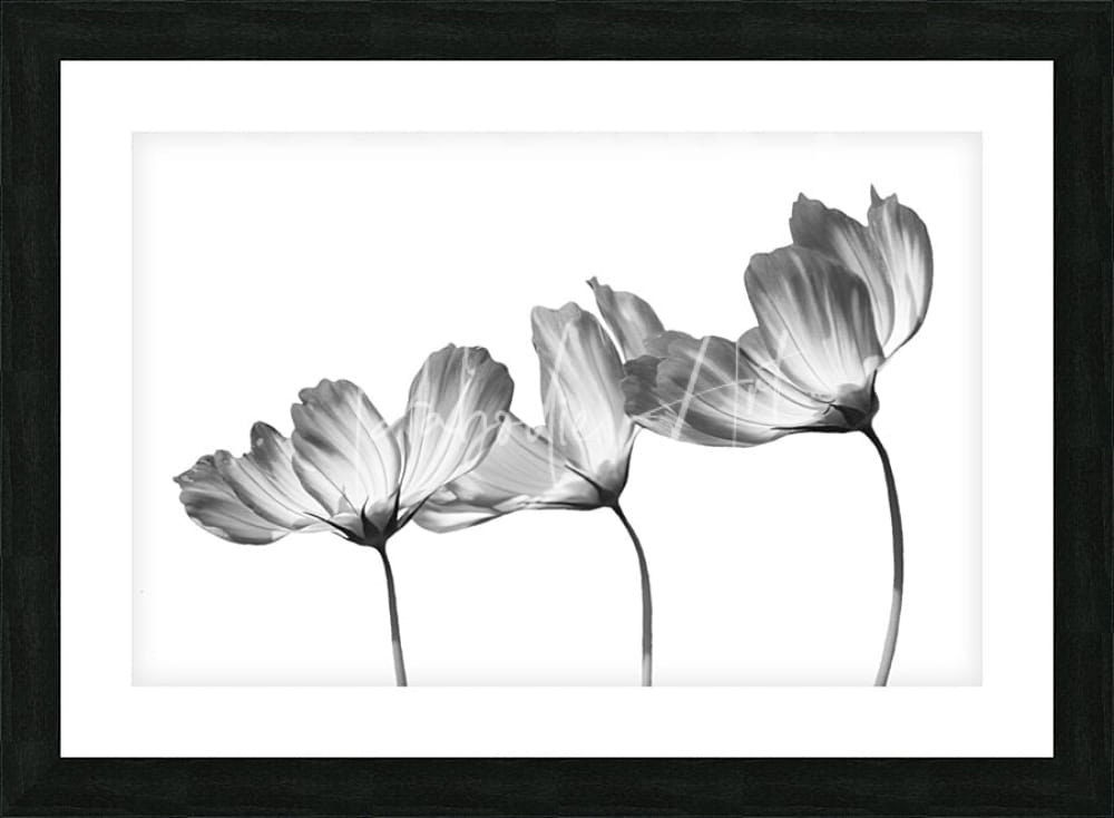 Black-framed artwork featuring a monochrome photograph of three delicate translucent cosmos flowers with slender stems