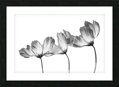 Black-framed artwork featuring a monochrome photograph of three delicate translucent cosmos flowers with slender stems