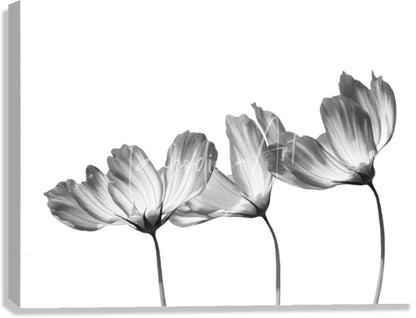 Black and white canvas print featuring three stylized delicate cosmos flowers with layered petals titled delicate cosmos in black and white