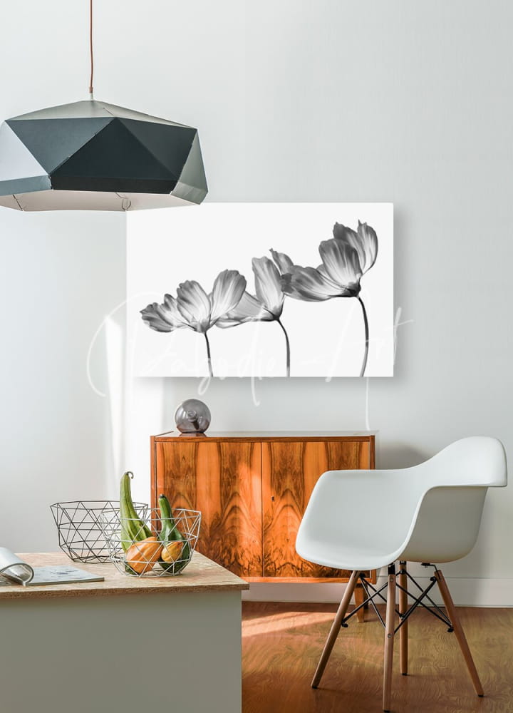 Black-and-white floral canvas print titled delicate cosmos in black and white hanging on the wall